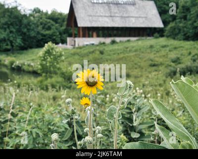 Ashige Sonnenblume mit abgelegener Kapelle im Hintergrund. Eine schöne Szene würde eine ausgezeichnete Tapete oder einen Druck machen, um sie zu Hause aufzuhängen. Kingsville Missouri Stockfoto