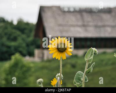 Ashige Sonnenblume mit abgelegener Kapelle im Hintergrund. Eine schöne Szene würde eine ausgezeichnete Tapete oder einen Druck machen, um sie zu Hause aufzuhängen. Kingsville Missouri Stockfoto