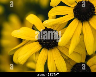 Nahaufnahme einer Honigbiene, die auf einer schwarzen und gelben Gänseblümchen, auch bekannt als die Black Eyed Susan, bestäubt. Stockfoto