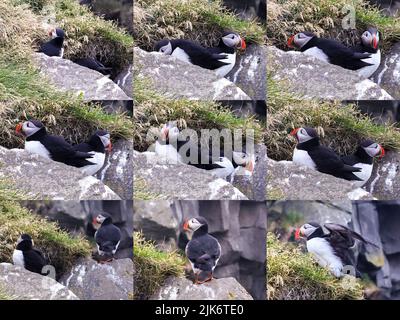 Collage mehrerer isländischer Papageientaucher in Nahaufnahme mit roten Schnäbeln an einer felsigen Küste Stockfoto