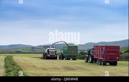 Silaging auf einem Milchviehbetrieb, mit einem selbstfahrenden Claas-Feldhäcksler, der Anhänger mit gehacktem Gras für die Winterfütterung füllt. Cumbria, Großbritannien. Stockfoto