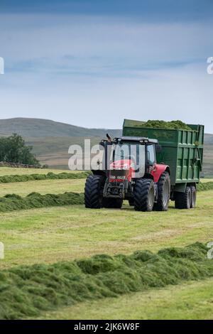 Silaging auf einem Milchviehbetrieb, mit einem selbstfahrenden Claas-Feldhäcksler, der Anhänger mit gehacktem Gras für die Winterfütterung füllt. Cumbria, Großbritannien. Stockfoto