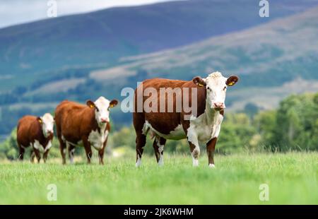 Drei Hereford-Rinder in einer Linie auf einer Hochlandweide in Cumbria, Großbritannien. Stockfoto