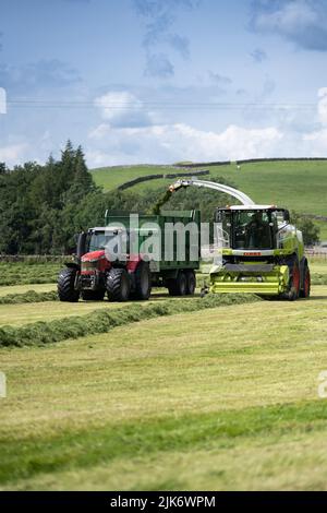 Silaging auf einem Milchviehbetrieb, mit einem selbstfahrenden Claas-Feldhäcksler, der Anhänger mit gehacktem Gras für die Winterfütterung füllt. Cumbria, Großbritannien. Stockfoto