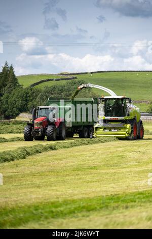 Silaging auf einem Milchviehbetrieb, mit einem selbstfahrenden Claas-Feldhäcksler, der Anhänger mit gehacktem Gras für die Winterfütterung füllt. Cumbria, Großbritannien. Stockfoto