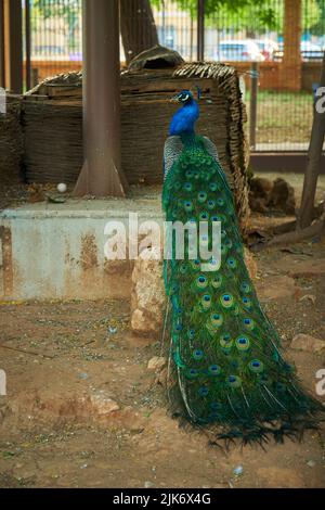 Ein schöner Pfau mit langem Schwanz Stockfoto