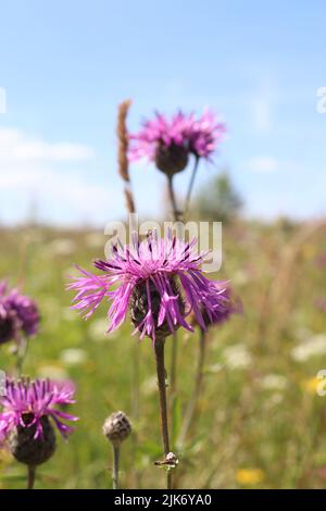 Centaurea jacea Stockfoto