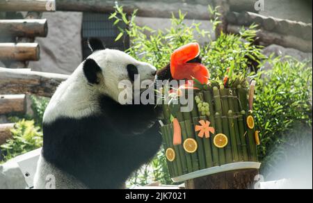 Moskau, Russland. 31.. Juli 2022. (220731) -- MOSKAU, 31. Juli 2022 (Xinhua) -- der Riesenpanda Ding Ding Ding genießt am 31. Juli 2022 ein Geburtstagsessen im Moskauer Zoo in Moskau, der Hauptstadt Russlands. Der Moskauer Zoo feierte am Sonntag die Geburtstage zweier Riesenpandas Ding Ding und Ru Yi. Der sechsjährige Mann Ru Yi wurde am 31. Juli 2016 geboren, während die fünfjährige Frau Ding Ding Ding am 30. Juli 2017 geboren wurde. Das Paar kam 2019 aus der südwestlichen Provinz Sichuan nach Moskau, um ein 15-jähriges gemeinsames Forschungsprogramm zu starten. (Xinhua/Meng Jing) Quelle: Xinhua/Alamy Live News Stockfoto