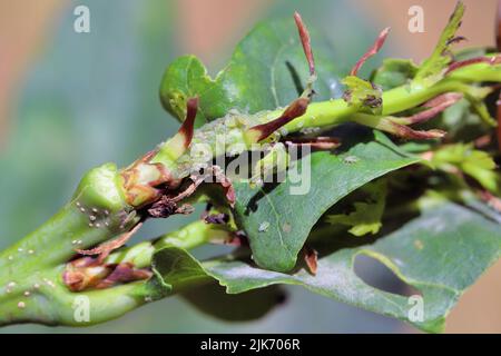 Gewöhnliche Eichenlaus (tuberculatus annulatus).einer der wichtigsten Schädlinge von Eichenbäumen. Eine Kolonie von Blattläusen bei einem jungen Schuß. Stockfoto