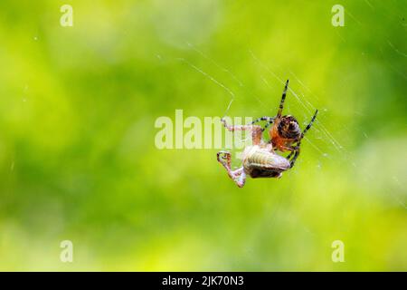 Die Spinne wickelt ihr Netz um ihre Beute. Nahaufnahme auf einem unscharfen hellgrünen Hintergrund. Speicherplatz kopieren. Stockfoto