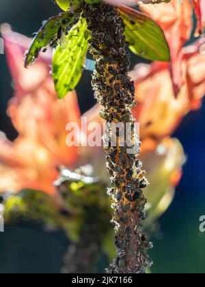 Eine Nahaufnahme von schwarzen Blattläusen, die einen Dahlia-Stamm befallen Stockfoto