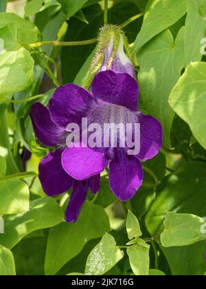 Eine Nahaufnahme einer einzelnen blau-violetten Blume der Kletterpflanze Asarina skandelt Stockfoto