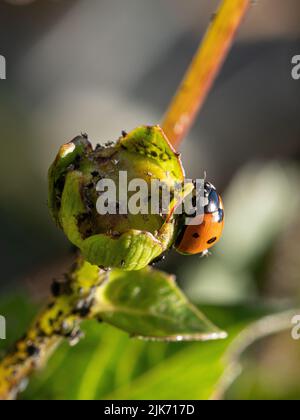 Ein Marienkäfer, der sich von schwarzen Blattläusen ernährt, die einen Dahlia-Stamm und eine Knospe befallen. Stockfoto