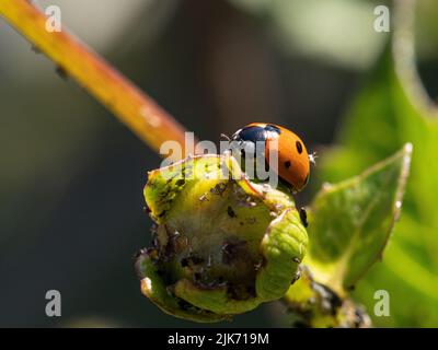 Ein Marienkäfer, der sich von schwarzen Blattläusen ernährt, die einen Dahlia-Stamm und eine Knospe befallen. Stockfoto