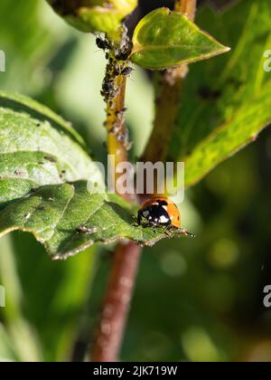 Ein Marienkäfer, der sich von schwarzen Blattläusen ernährt, die einen Dahlia-Stamm und eine Knospe befallen. Stockfoto