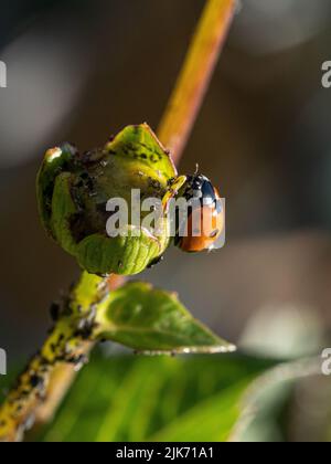 Ein Marienkäfer, der sich von schwarzen Blattläusen ernährt, die einen Dahlia-Stamm und eine Knospe befallen. Stockfoto