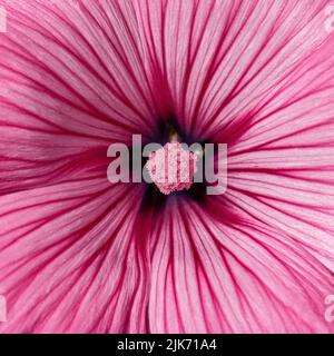 Eine extreme Nahaufnahme der Mitte der rosa Blume von Lavatera „Silver Cup“ Stockfoto