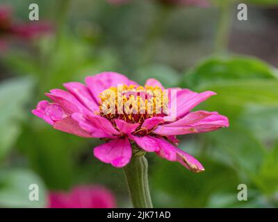 Eine Nahaufnahme einer einzelnen rosa Blume des Zinnia elegans Jazz Stockfoto