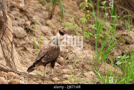 Juvenile südliche Haubenkarakara in South Pantanal, Brasilien. Stockfoto