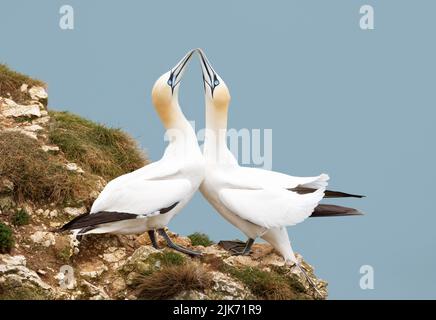 Nahaufnahme von Bonding Northern Tonnets (Morus bassana) auf einer Klippe an der Nordsee, Bempton Cliffs, Großbritannien. Stockfoto