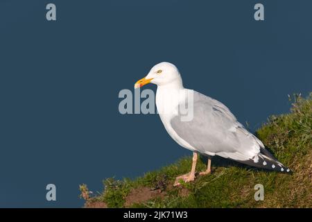 Porträt der europäischen Heringsmöwe (Larus argentatus) auf blauem Hintergrund auf einem Klippenrand, Großbritannien. Stockfoto