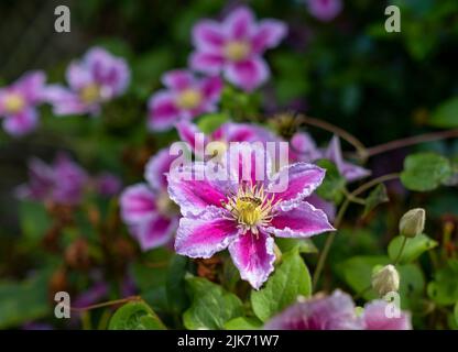 Honigbiene füttert Ende Juli eine Clematis-Blüte. Stockfoto