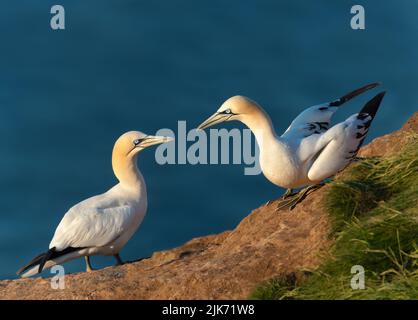 Nahaufnahme von Bonding Northern Tonnets (Morus bassana) auf einer Klippe an der Nordsee, Bempton Cliffs, Großbritannien. Stockfoto