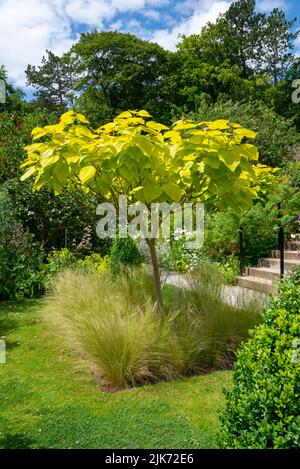 Catalpa Bignonioides Aurea (Golden Indian Bean Tree) wird im Sommer als Standardbaum in einem englischen Garten angebaut. Untergepflanzt mit Stipa Tenuissima. Stockfoto