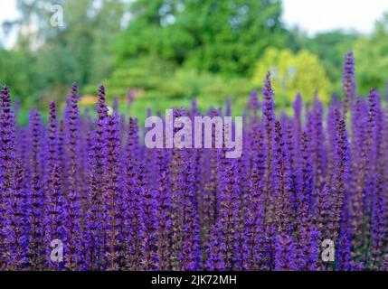 Violette Salbeiblüten. Mehrjährige Salbei (Salvia nemorosa) ist eine Heilpflanze und ein Gewürz für Lebensmittel. Stockfoto