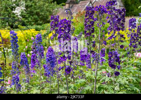 Gruppe von dunkelblauen und violetten Delphinien, die im Hochsommer in einem englischen Garten blühen. Stockfoto