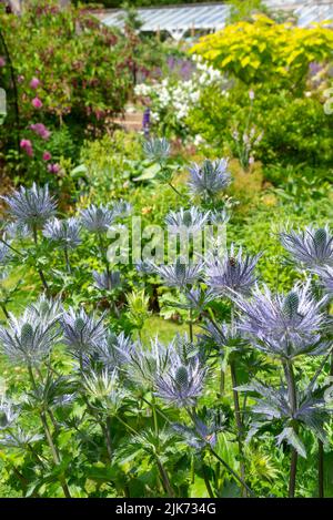 Spikyblaues Eryngium Alpinum (Sea Holly) in einem englischen Blumengarten im Hochsommer. Stockfoto