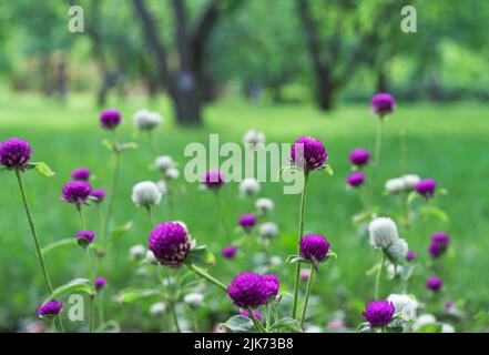 Gomphrena globosa blüht im Frühling. Amaranth, Makhmali und Vadamalli. Lila Blüten im Garten. Stockfoto