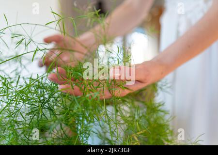 Die Hände einer Frau halten die Blätter einer Spargelpflanze Stockfoto