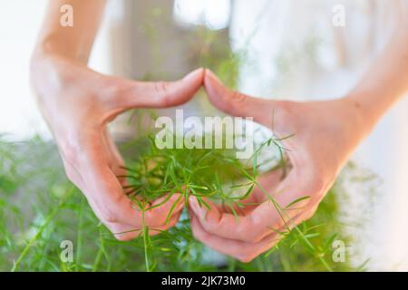 Die Hände der Frau zeigen das Herz und halten Spargelblätter Stockfoto