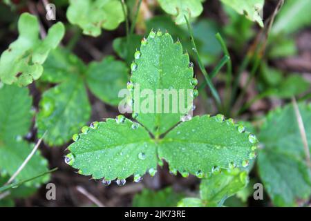 Tau Getränkte Erdbeerpflanzenblätter Stockfoto