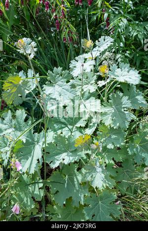 Macleaya Cordata, eine große, mehrjährige Pflanze, die in Gärten angebaut wird. Silbrig grünes Laub im Sommer. Stockfoto