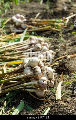 Knoblauchernte im Garten. Ein Landwirt hängt Knoblauchzwiebeln zum Trocknen, das Konzept des ökologischen Landbaus, Gemüse für die Lagerung vorzubereiten. Stockfoto