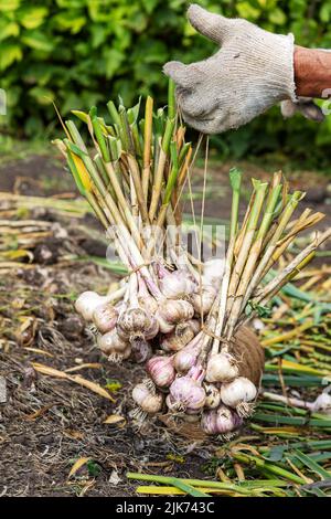 Knoblauchernte im Garten. Ein Landwirt hängt Knoblauchzwiebeln zum Trocknen, das Konzept des ökologischen Landbaus, Gemüse für die Lagerung vorzubereiten. Stockfoto