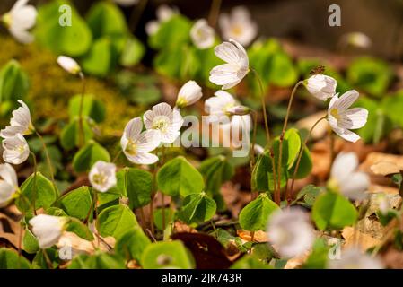 Cluster von blühendem Waldsorrel (Oxalis acetosella) mit typischen dreiblättrigen, kleeähnlichen Blättern Stockfoto