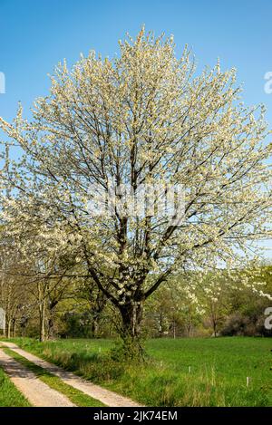 Blühender alter Kirschbaum in einer ländlichen Landschaft mit einer Landstraße, mit schönen weißen Blüten vor einem klaren blauen Himmel, Weserbergland, Deutschland Stockfoto