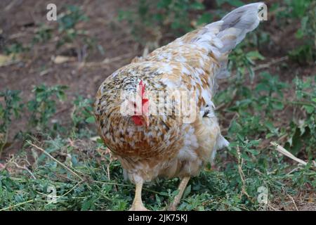 Schöne schwedische Blume Huhn kratzen Stockfoto