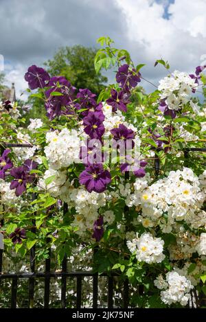 Rosa 'Rambling Rector' und Clematis 'Etoile Violette' in einem englischen Garten im Hochsommer. Stockfoto