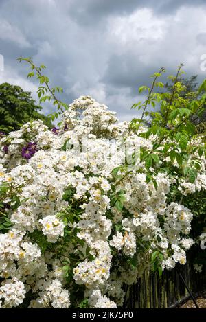 Rosa 'Rambling Rector' in einem englischen Garten im Hochsommer. Stockfoto