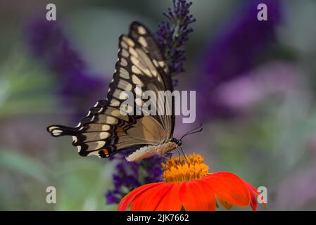 Der Riesenschwanzschwalbenschmetterling (Papilio cresphontes) ernährt sich im Juli von einer Blume einer mexikanischen Sonnenblume (Tithonia 'Fackel') im Süden von Michigan Stockfoto