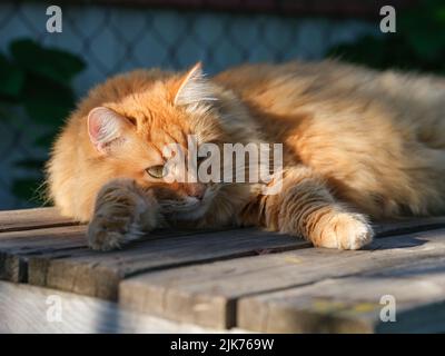 Eine Ingwerkatze, die draußen auf einem Tisch liegt. Nahaufnahme. Stockfoto