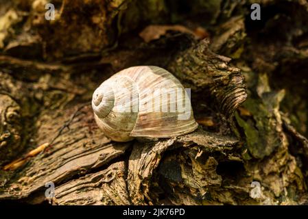 Die spiralförmige Schale einer römischen oder burgunderroten Schnecke (Helix pomatia) auf einer toten Baumwurzel, Deutschland Stockfoto