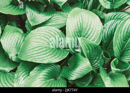 Grüne Blätter der Hosta-Pflanze mit Tau-Tropfen. Natürlicher Hintergrund. Selektiver Fokus. Stockfoto