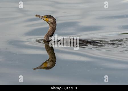 Kormoran - Phalacrocorax carbo Stockfoto