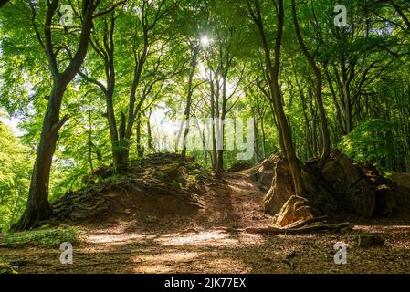 Malerische Lichtung im Wald, beleuchtet von den Strahlen der frühen Morgensonne, Ith, Weserbergland, Deutschland Stockfoto