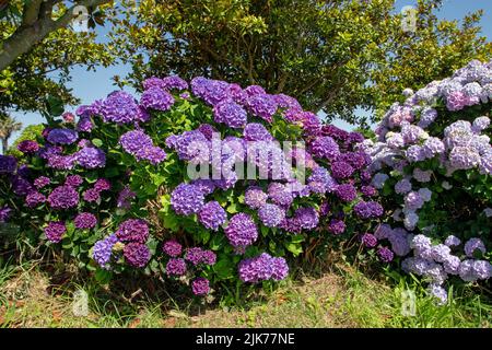 Dunkelviolette und hellrosa Hortensien macrophylla Blüten. Hortensia blühende Pflanze im sonnigen Garten. Stockfoto